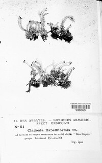 Cladonia flabelliformis image
